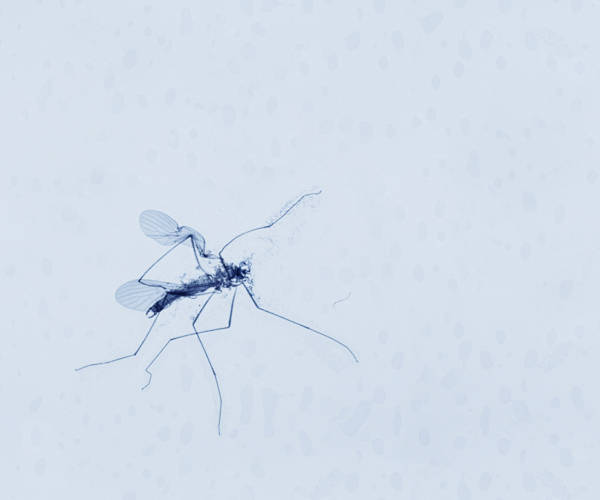 defect-fly-in-film-enlarge
